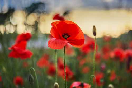 Picture of a poppy in a field